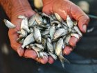 Zanzibar produces 2.5 million fish fingerlings in blue economy boost