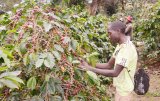 Dar es Salaam Declaration to propel Africa's coffee industry revival