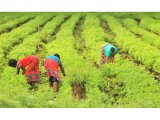 From zero to billions: How Tanzanian farmers are turning the soil into gold