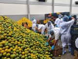 Local farmers key to Bakhresa’s $500 million factory expansion