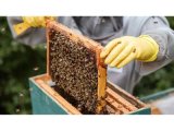 Global beekeepers’ meeting moved from Tanzania to the UAE