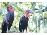 Tanzania Bird of the Year 2026 title up for grabs