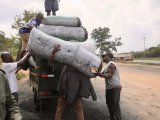 How sustainable practices combat illegal charcoal trade