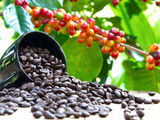 Tanzania coffee tops Africa, ranks fourth globally