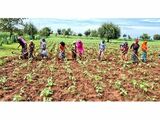 Treat soil like a patient, Tanzanian farmers urged amid rising climate risks