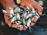Zanzibar produces 2.5 million fish fingerlings in blue economy boost