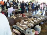 Tanzania allocates site for international fish market in Pangani