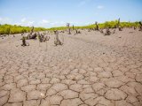 Conservation of mangroves a delicate balance