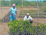 Shifting tides: Coastal communities now change mangrove usage habits