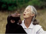 Gombe National Park, home of chimpanzees, where Jane Goodall dedicated 65 years of her life to (…)