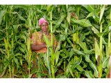 The ‘ugali’ ceiling: Why Tanzania’s maize boom feeds