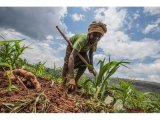 Why Nane Nane deserves a rethink