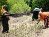 How human activities drive deforestation in Zanzibar