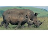 Why Africa’s rhinos still face uncertain future