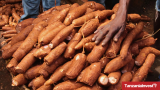 Tanzania to Boost Cassava Commercialization With Certified Seeds, 24% Export Growth, and Reduced (…)