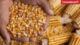 Tanzania Records Maize Price Decline and 1 Million Metric Ton Surplus in August 2025