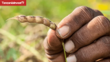 Tanzania Second Largest Pigeon Pea Producer Globally, Government Plans Direct Sales to India
